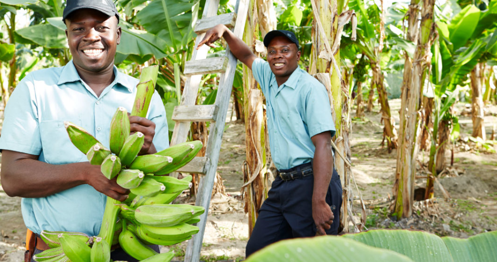 plantation trail parrot cay
